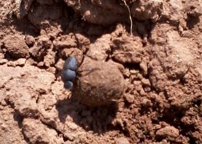 Amazing dung beetle at work on JX Ranch